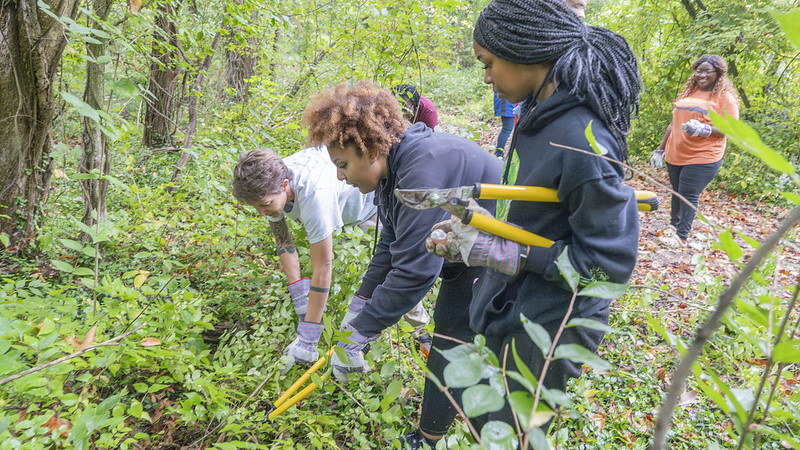 Image of volunteers participating in honeysuckle hack